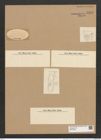 Entopyla ocellata (Arn.) Grun. (de-Toni-Nr.: Genus 101, Species 3105) Zeichnungen Sammlung Grunow Nr. 6339 (NHMW-BOT-W0374980)